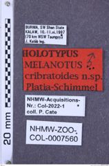 Etiketten zu Melanotus cribratoides (NHMW-ZOO-COL-0007560)